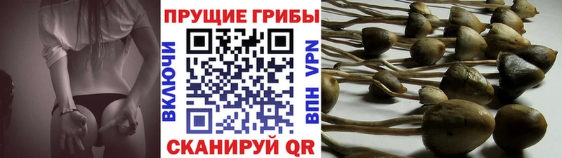 Галлюциногенные грибы Cubensis Чадан